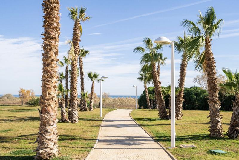 Paseo entre palmeras hacia la playa